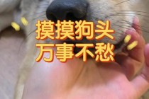 狗头表情包背后的痛点 我们帮您解决