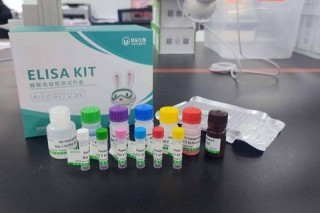 抗体游戏完整指南新手进阶必备技巧与策略详解